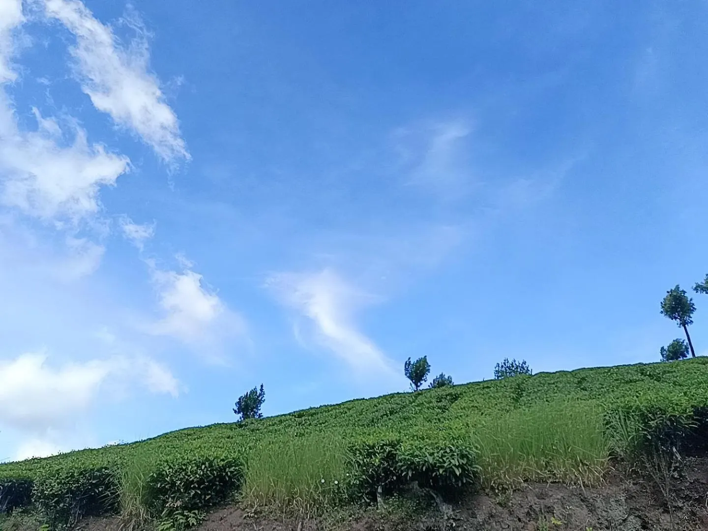 Munnar Home Stay 인도